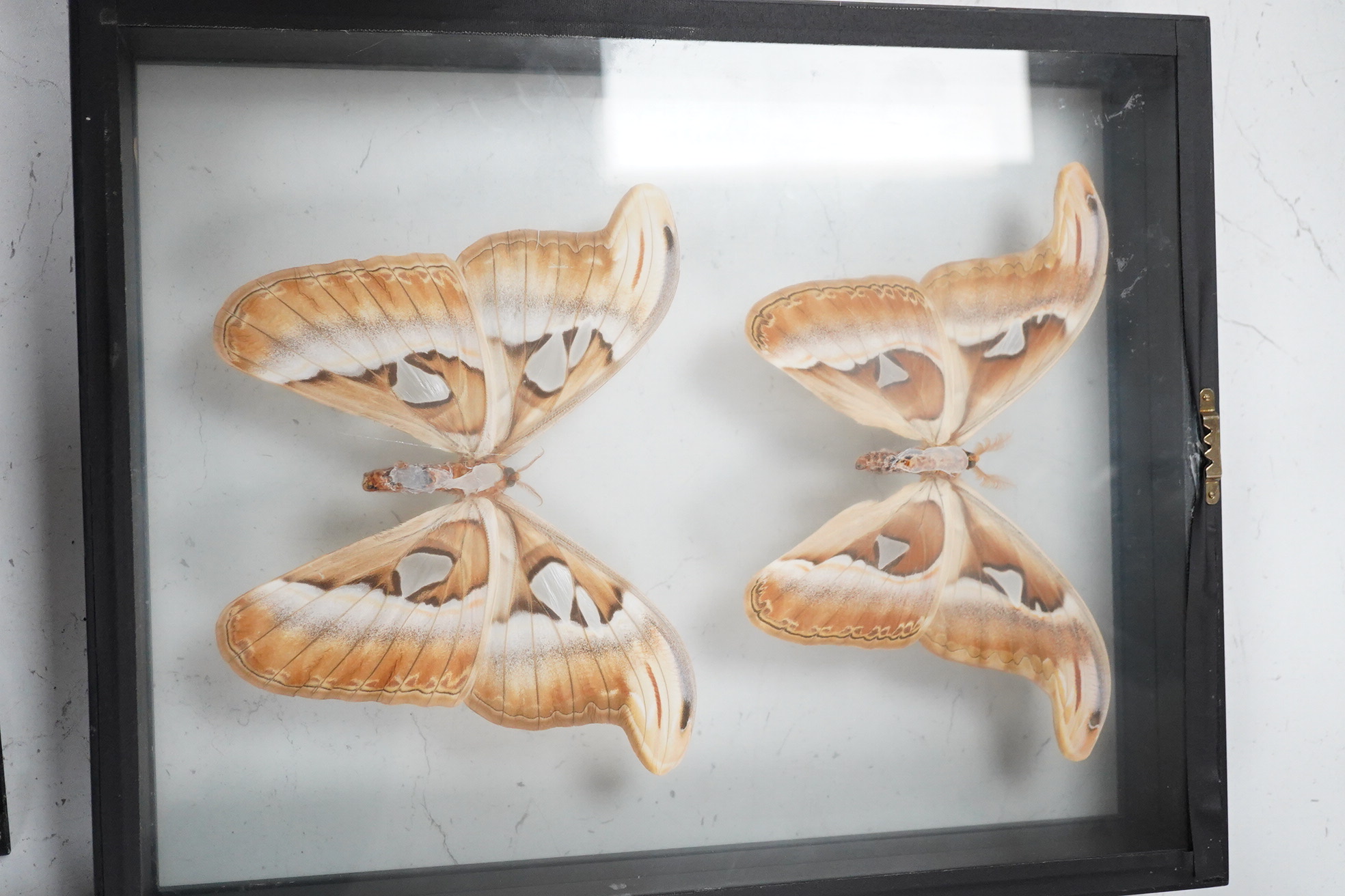 A collection of four cased taxidermy insects; the male and female Atlas Moths, 38.5cm x 31cm x 5.5cm, a Praying Mantis, a Harlequin beetle, and a Scorpion, all mounted in black painted frames, with glazed front and back